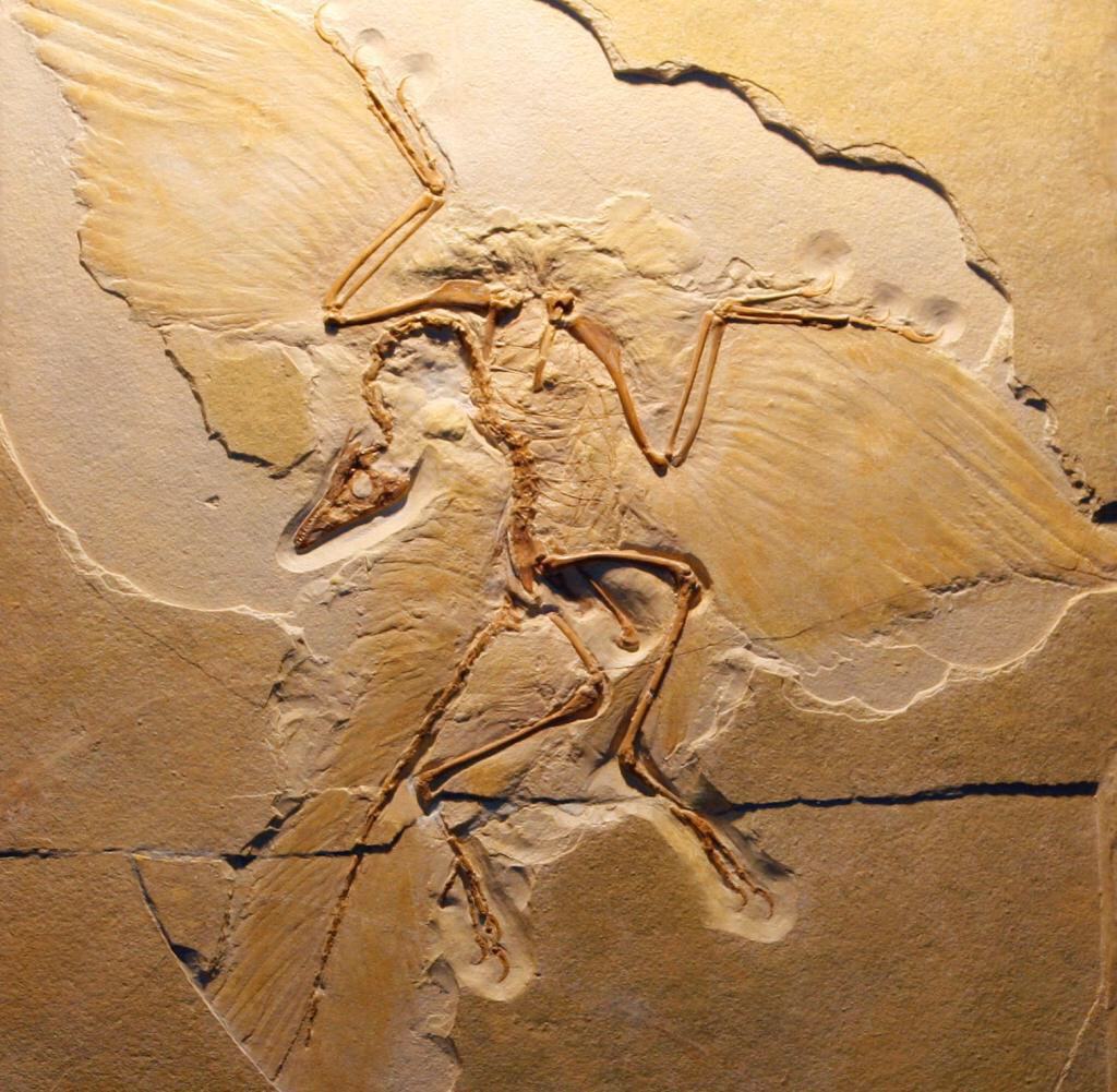 Archæopteryx