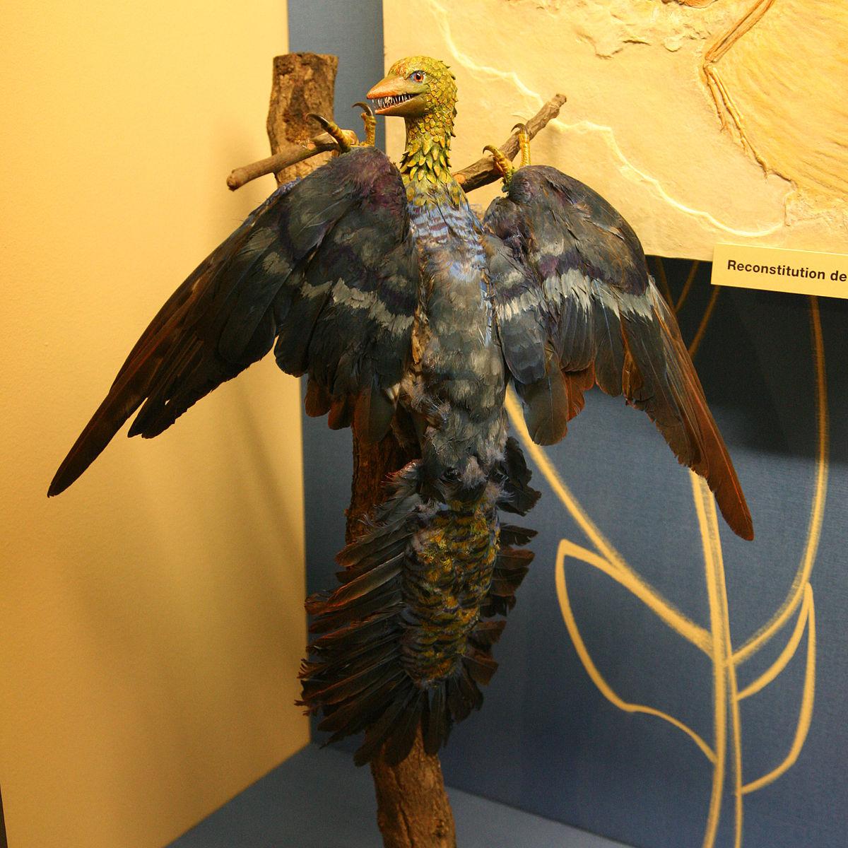 Archæopteryx