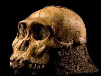 australopithecus-sediba