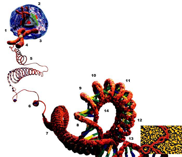 mitochondrial dna