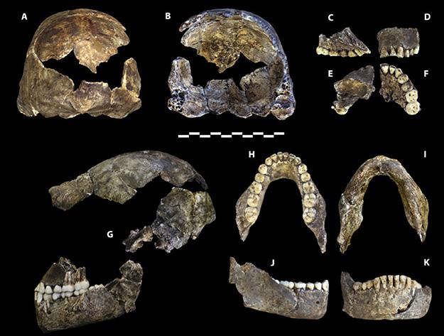 New species of extinct human found in cave may rewrite history