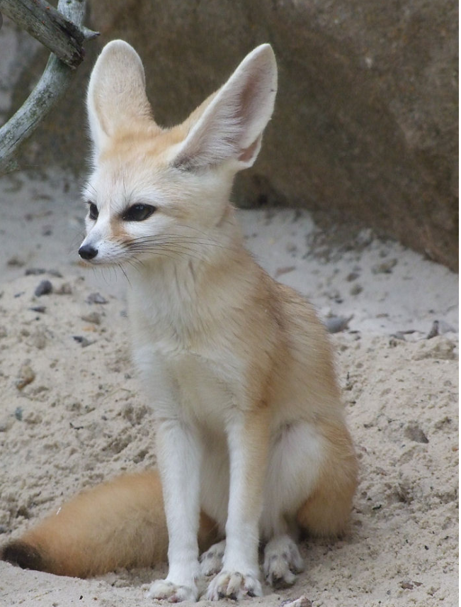 Fennec