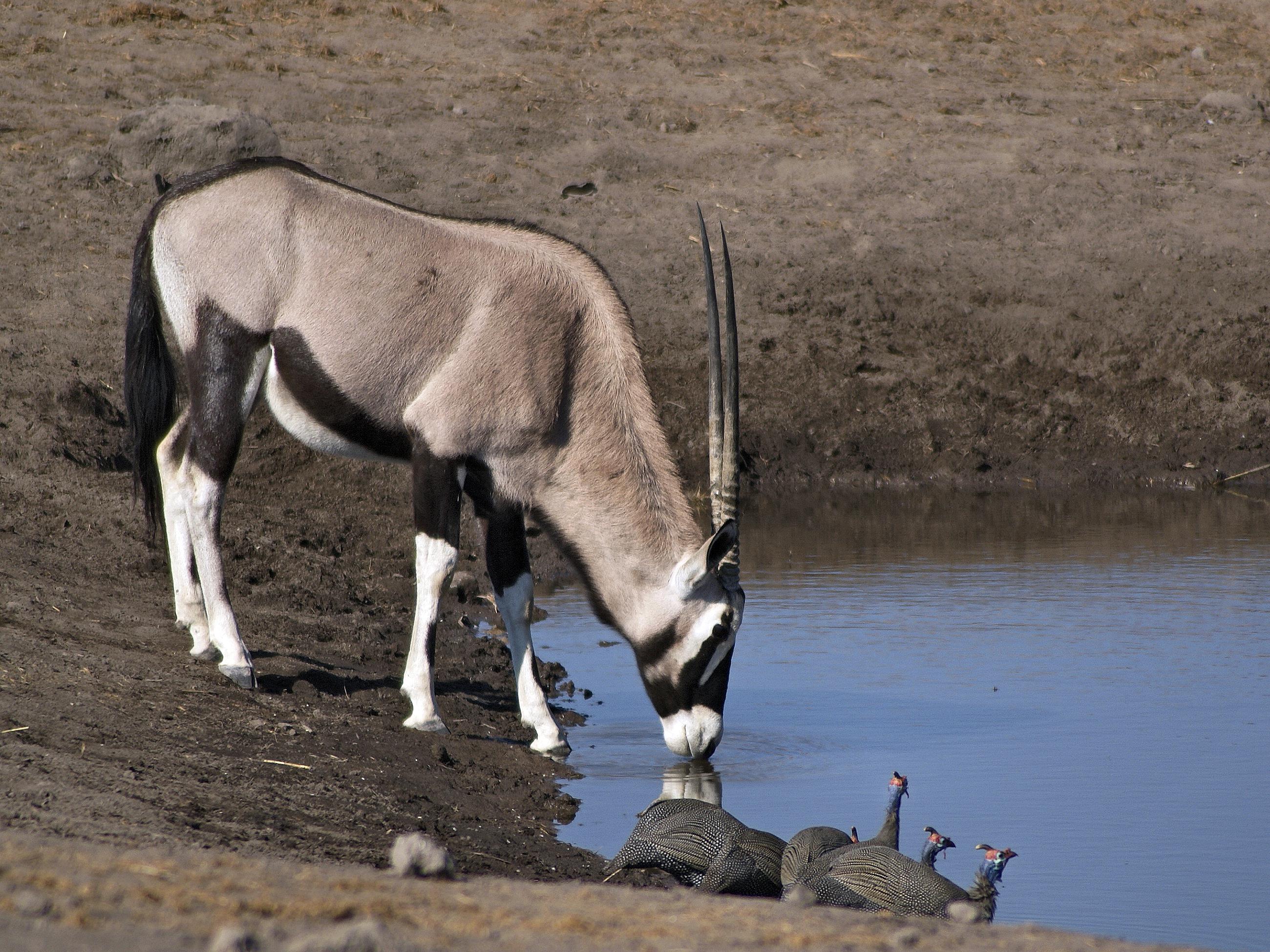 Oryx Antilopları