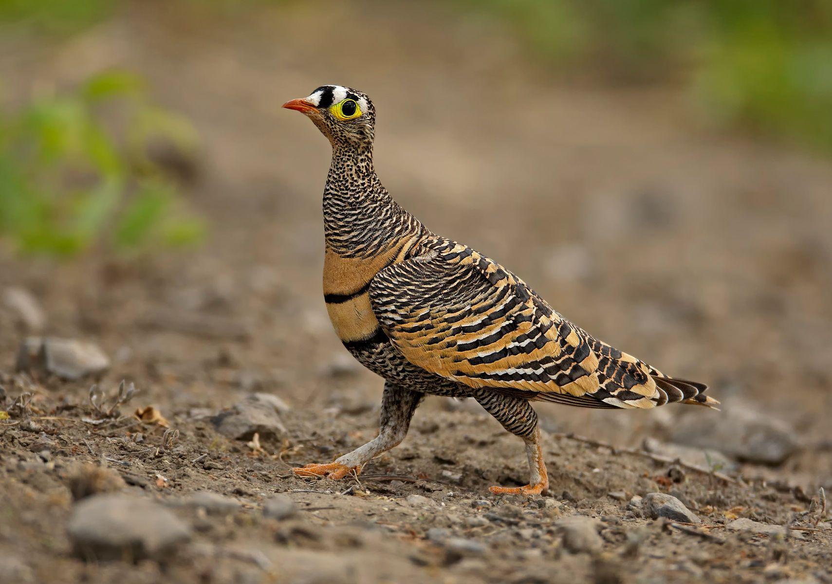 Sandgrouse