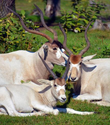 Addax Antilopları